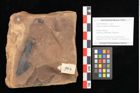 Foto (Objekt + Etikett) von Quercus palaeoilex Ettingshausen (NHMW-GEO-2024-0188-0964)